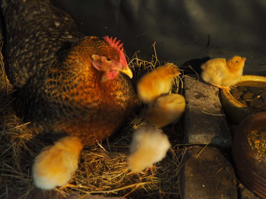 Neu geschlüpfte Hühnerküken und Huhn